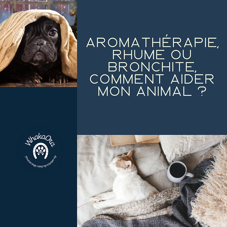 Aromathérapie, rhume ou bronchite, comment aider votre animal ?