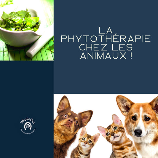 La phytothérapie chez nos animaux